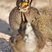 Lesser Prairie-Chicken